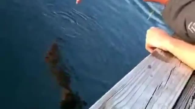 Man almost got bit by fish