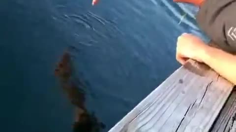 Man almost got bit by fish