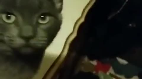 My first video on windigo 2014