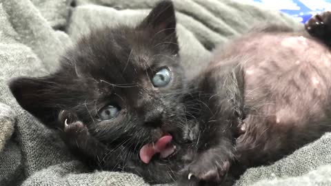 Kitten cover free footage