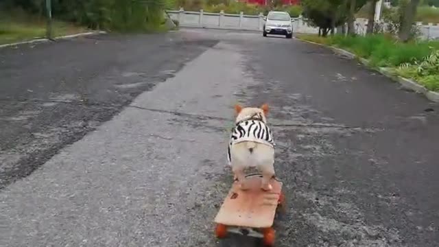 Bulldogs skateboard down the stairs