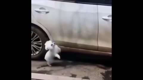 Puppy jumping in the car