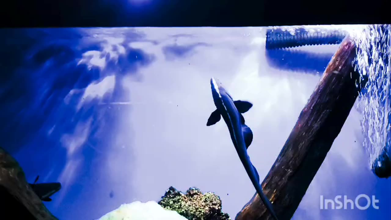 Dazzling Dance Underwater: Dancing Fish