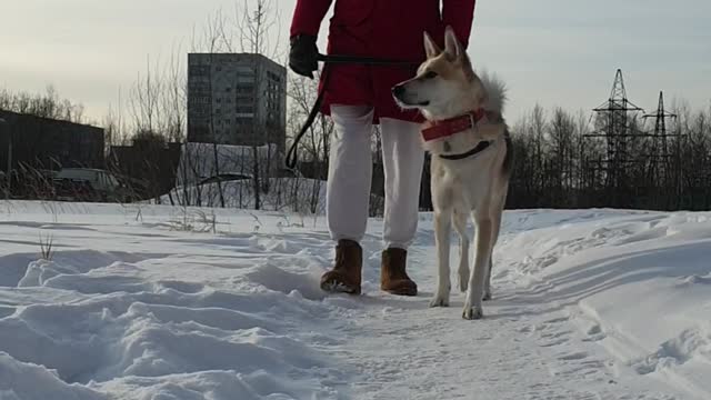 Walking the dog on a winter day