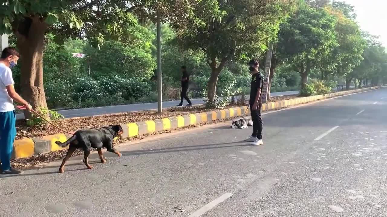 Owners control Husky vs Rotweiler Fight