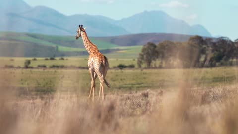 Giraffe Walking in the Forest