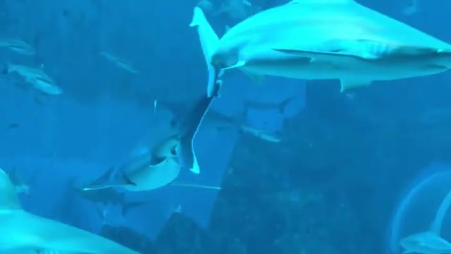 Sharks In Aquarium