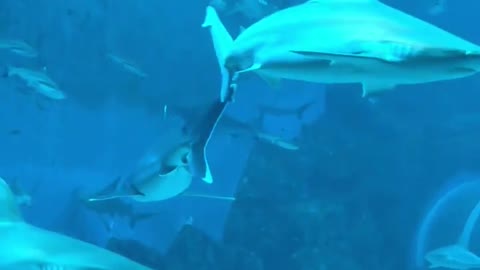 Sharks In Aquarium