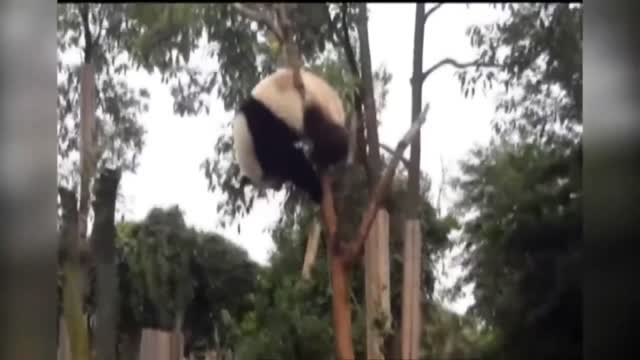 Cute panda funny video