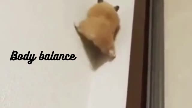 The puppies climb up the extraordinary walls #16