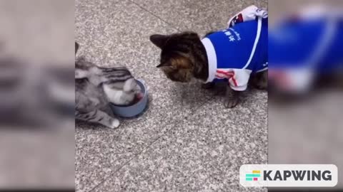 Adorable cats sharing food