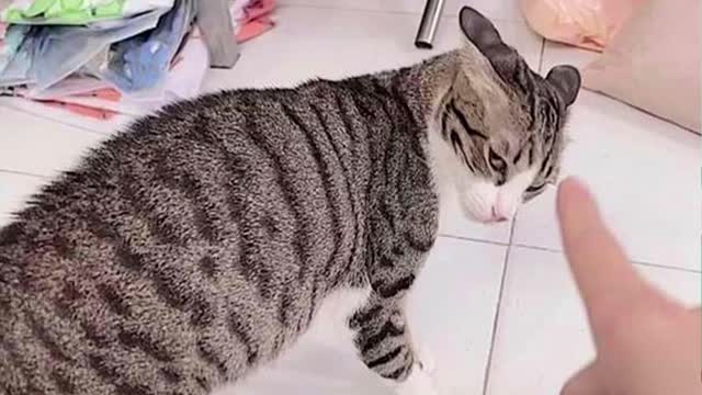 Is this your cat