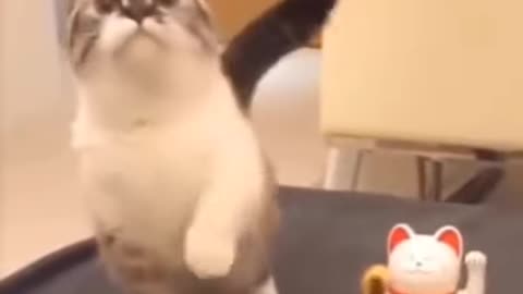 funny cat video😄copying cat😂🤣