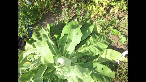 Velvet Plant Mullein Sept 2021