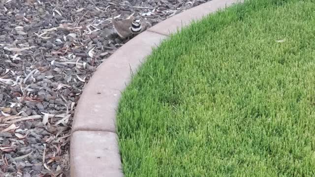 Killdeer Birds Have a Peculiar Defense Mechanism