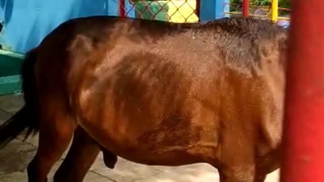 Amazing horse what doing