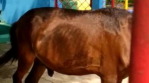 Amazing horse what doing