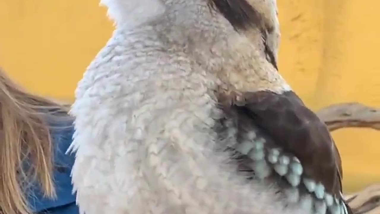 Laughing Bird | Kookaburra also known as the “bushman’s alarm clock”