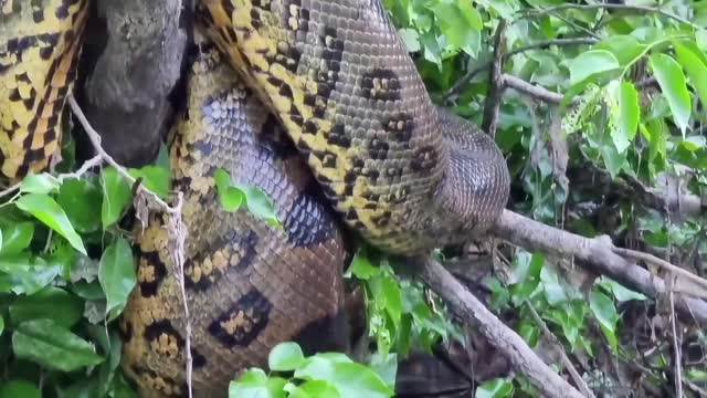 Impressive Giant Anaconda in Brazil