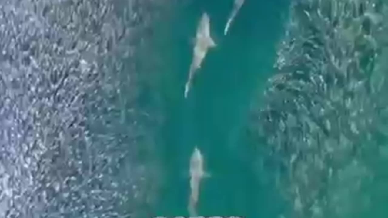 Seawe