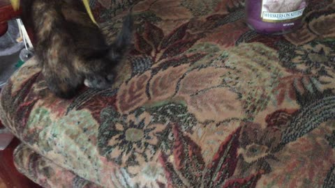 Two kittens.... a yankee candle ... one piece of string ... lots of fun