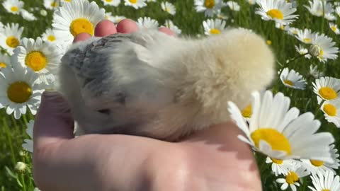 close-up-video-of-a-person-holding-a-chick