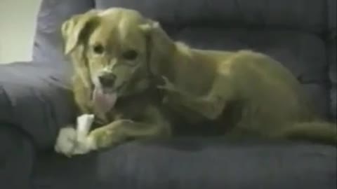 a dog is trying to bite his own leg for interfering with the bone