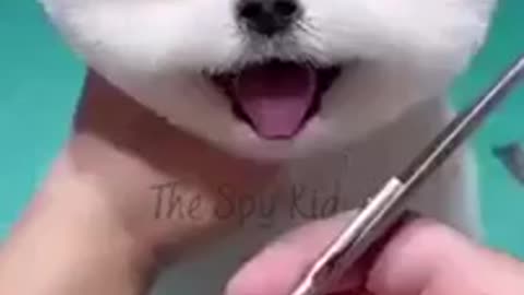 Cute puppy 🐶 dog video