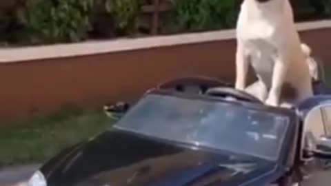 Rumble,com Dogs_Are_the_Best_|_They_make_you_laugh_#17(dogs) funny comedy show dogs funny