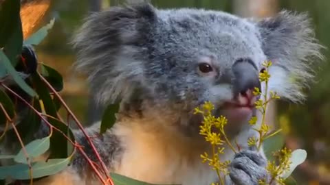 The koala eats while he's sleepy