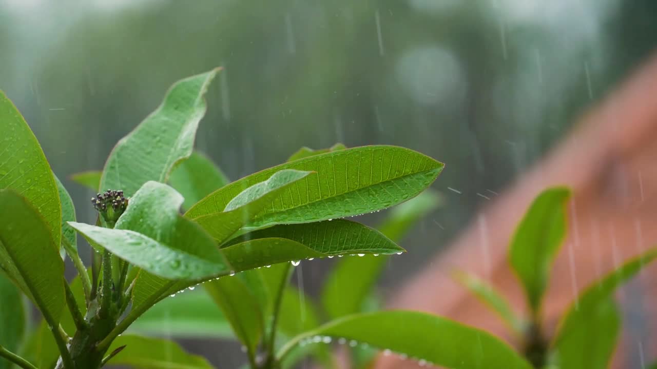 Beautiful Nature Views From Top In Rainy season