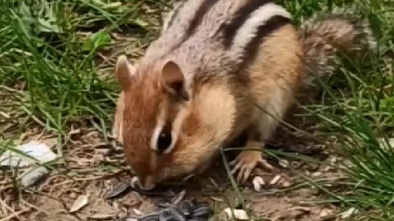 Gracie, the Chipmunk #shorts #wildlife #chipmunk