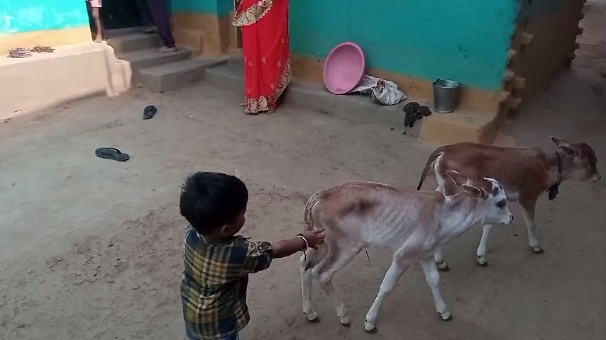 Child playing with calf, funny video 😆😆