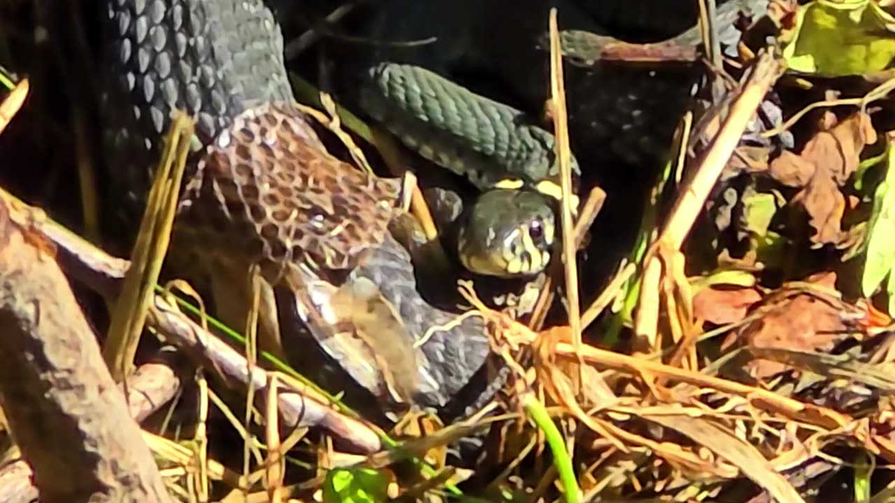 Snake about to moult / beautiful reptile.