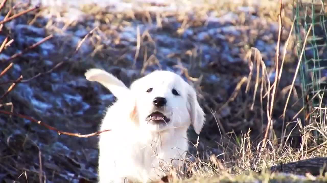 Golden Retriever Puppies. Very cute.