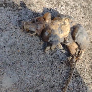 04-13-2023 004 - "Dead Rat Maraca"