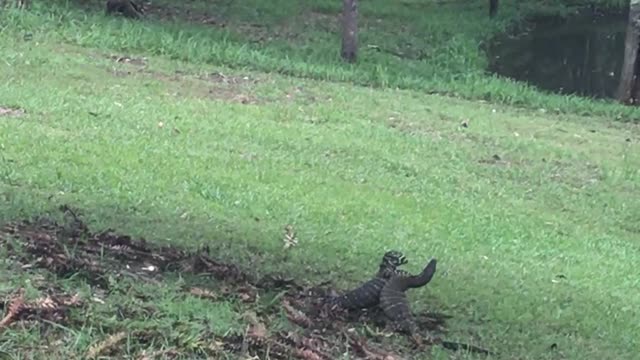 Komodo Dragon Scuffle