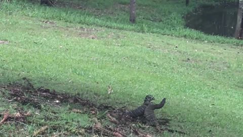 Komodo Dragon Scuffle