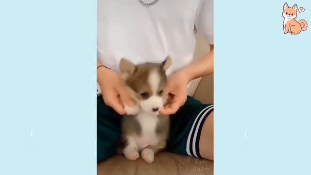 Cute tiny puppy and dogs funny habits compilation ▶5