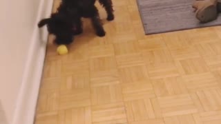 Miniature Schnoodle fights an "evil" lemon wedge