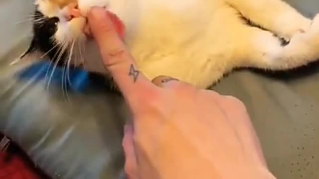 .cute cat video best for ever