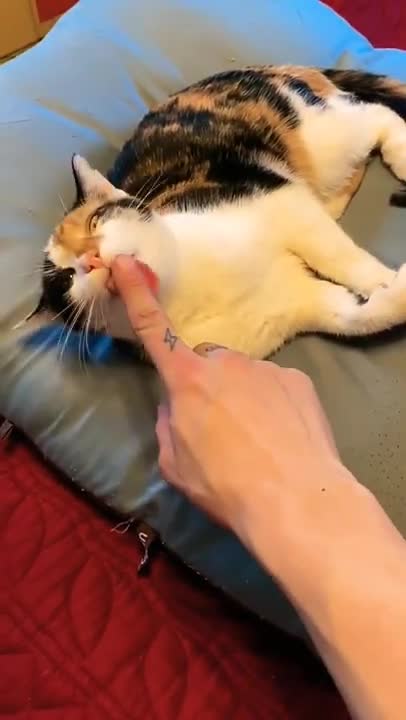 .cute cat video best for ever