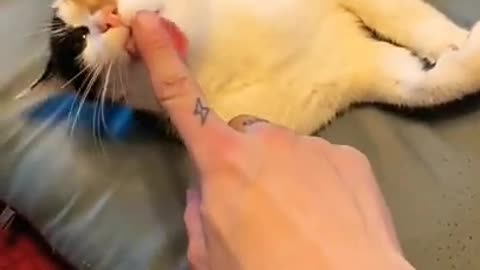 .cute cat video best for ever