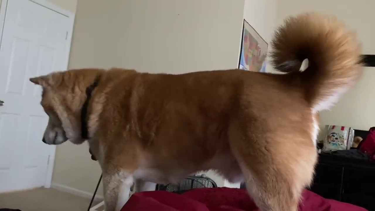 you don't need an alarm clock with this dog around