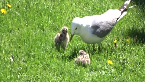 Fiskmås med sina ungar Örebro 28-29 Maj 2021