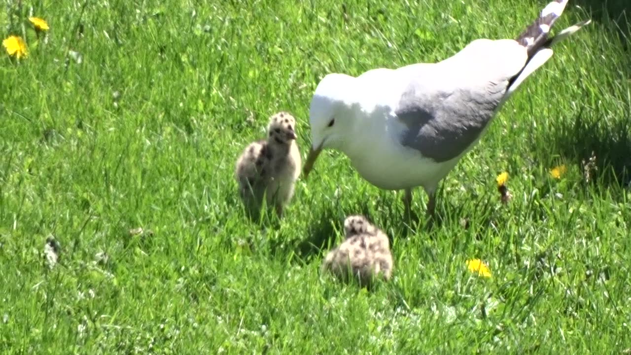 Fiskmås med sina ungar Örebro 28-29 Maj 2021