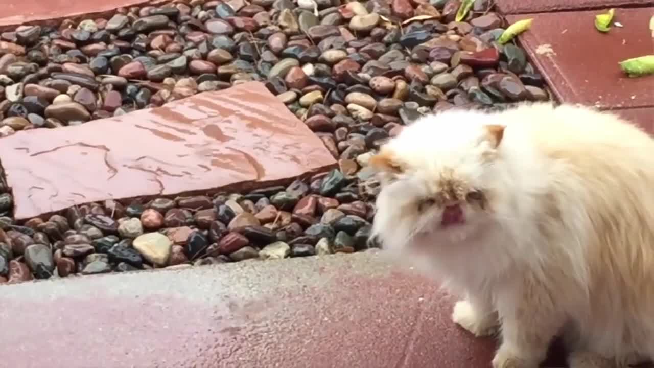 cute cat make you laugh