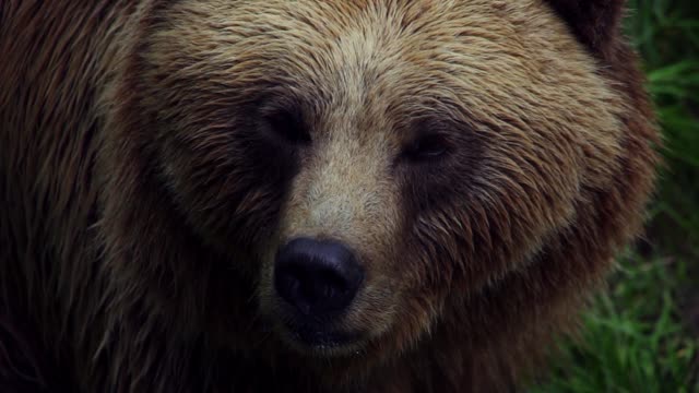 Brown Bear