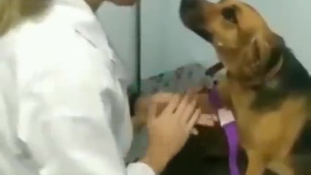 I trust you hooman, don't hurt doggo