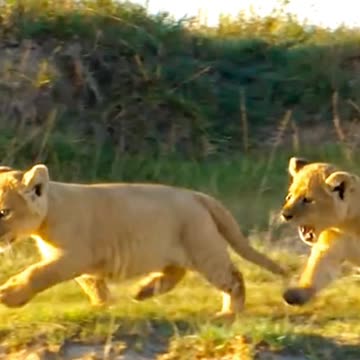 Lion king amazing video